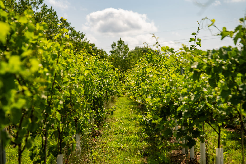 Vines of Cheshire Vineyard Tour