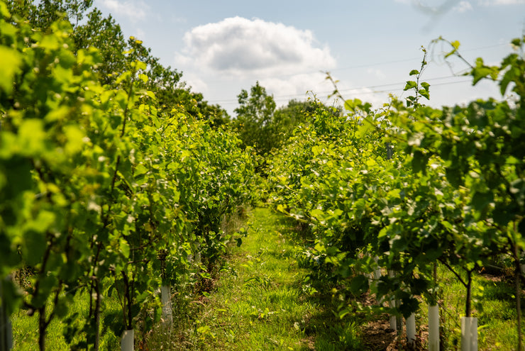 Vines of Cheshire Vineyard Tour