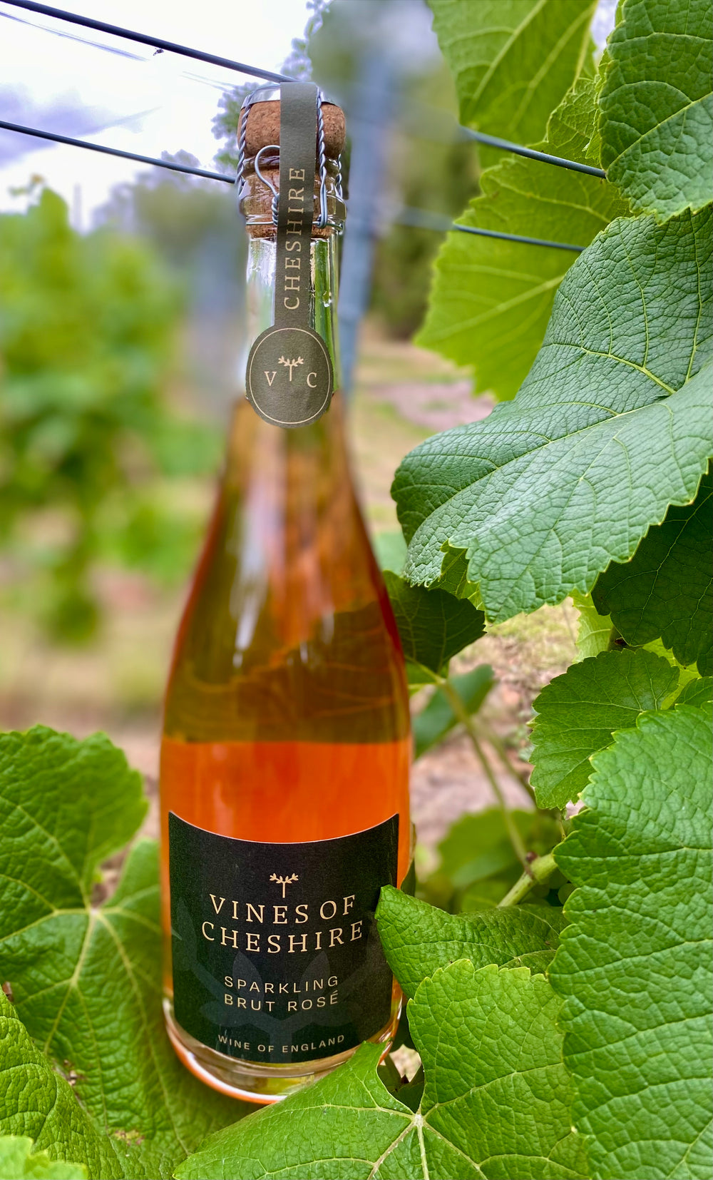 Sparkling Brut Rosé